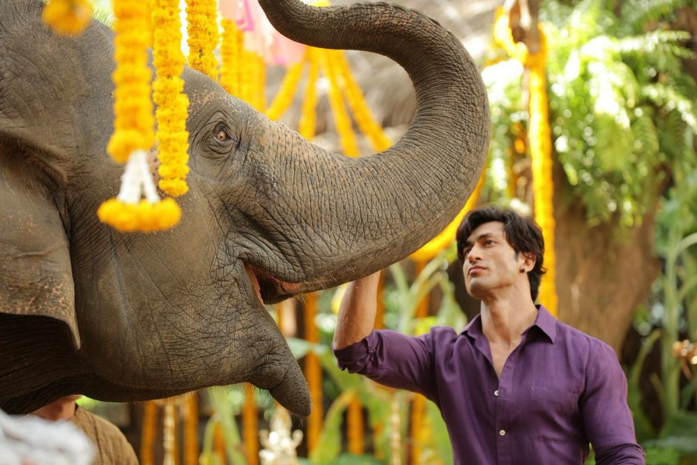 Junglee Fresh Images.