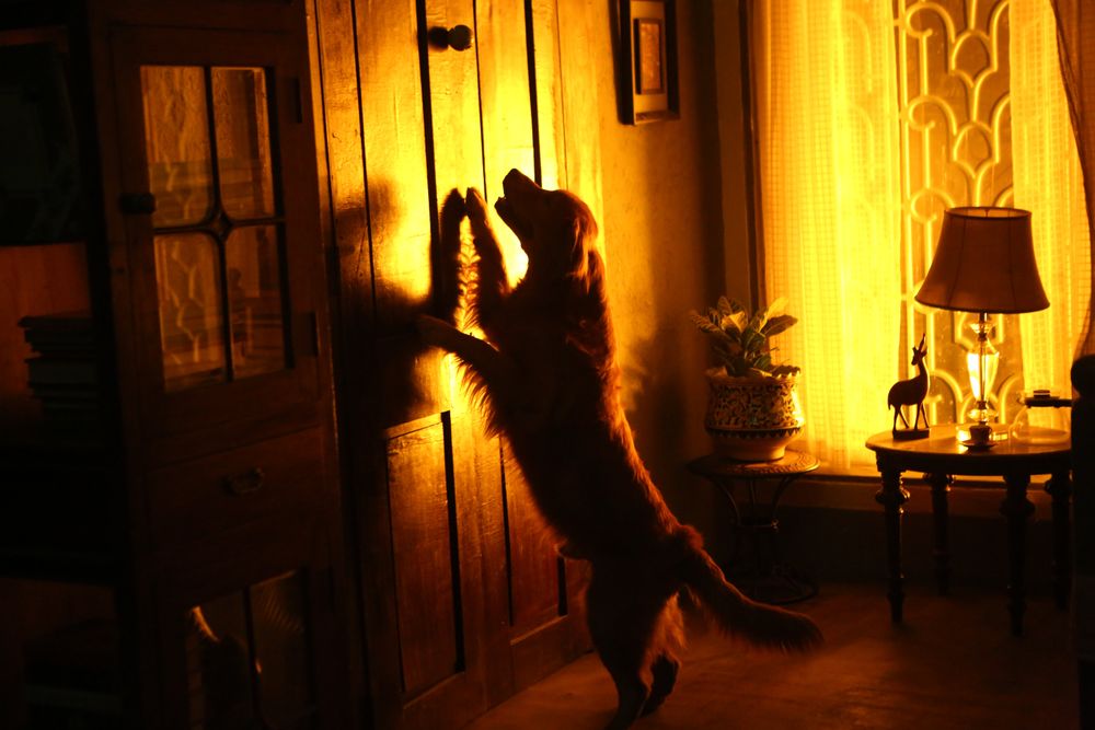 Watchman Latest Images.